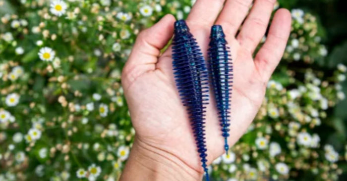 Everything You Want To Know About The 10,000 Fish Yoto Worm