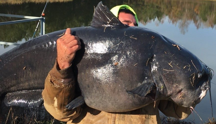Man Catches 112 Lb HUGE Catfish On 10 Lb Spinning Gear