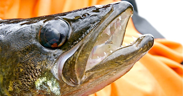 5 Presentations For Targeting Trophy Walleye