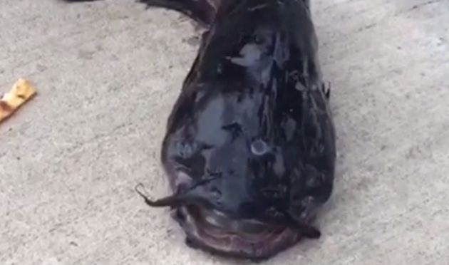 Lay Your 2 Eyes On This 3 Eyed Catfish