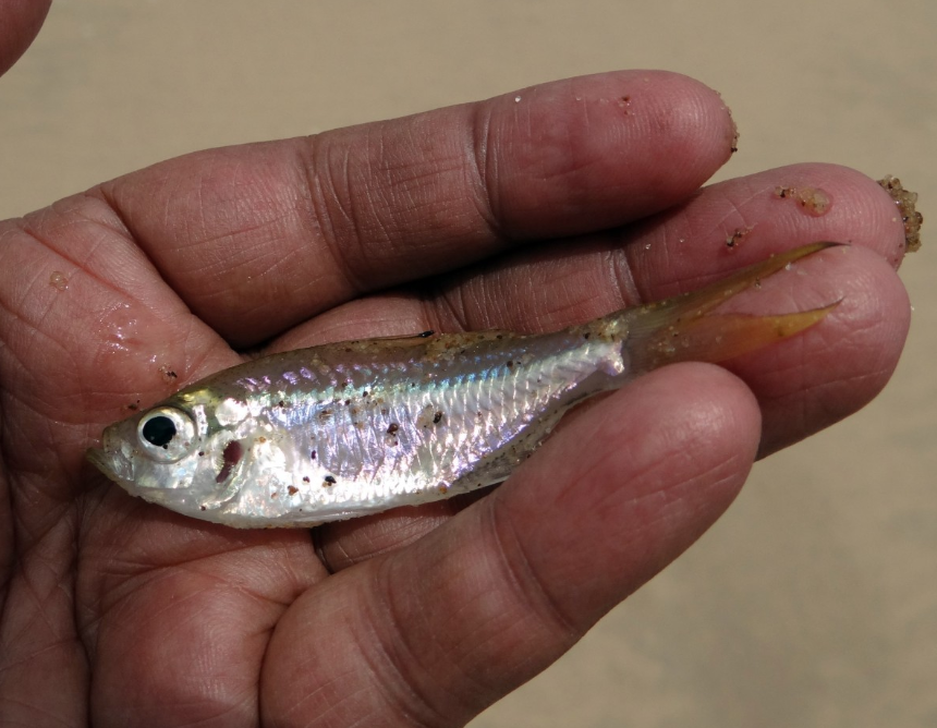 Using Baitfish Activity To Find More Fish