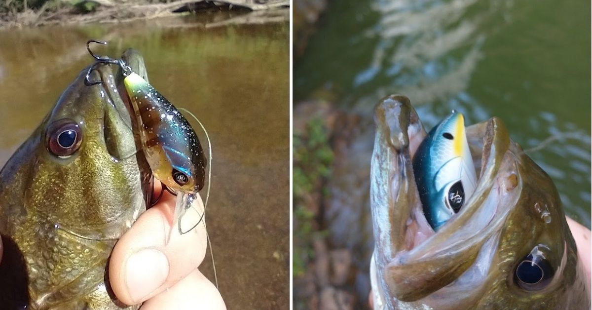 How To Crush Spring Bass With Little Crankbaits