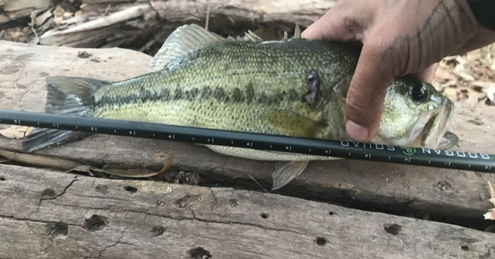 The Best Bass Casting Rod Under $100: One Go-To Pole That Can Do It All