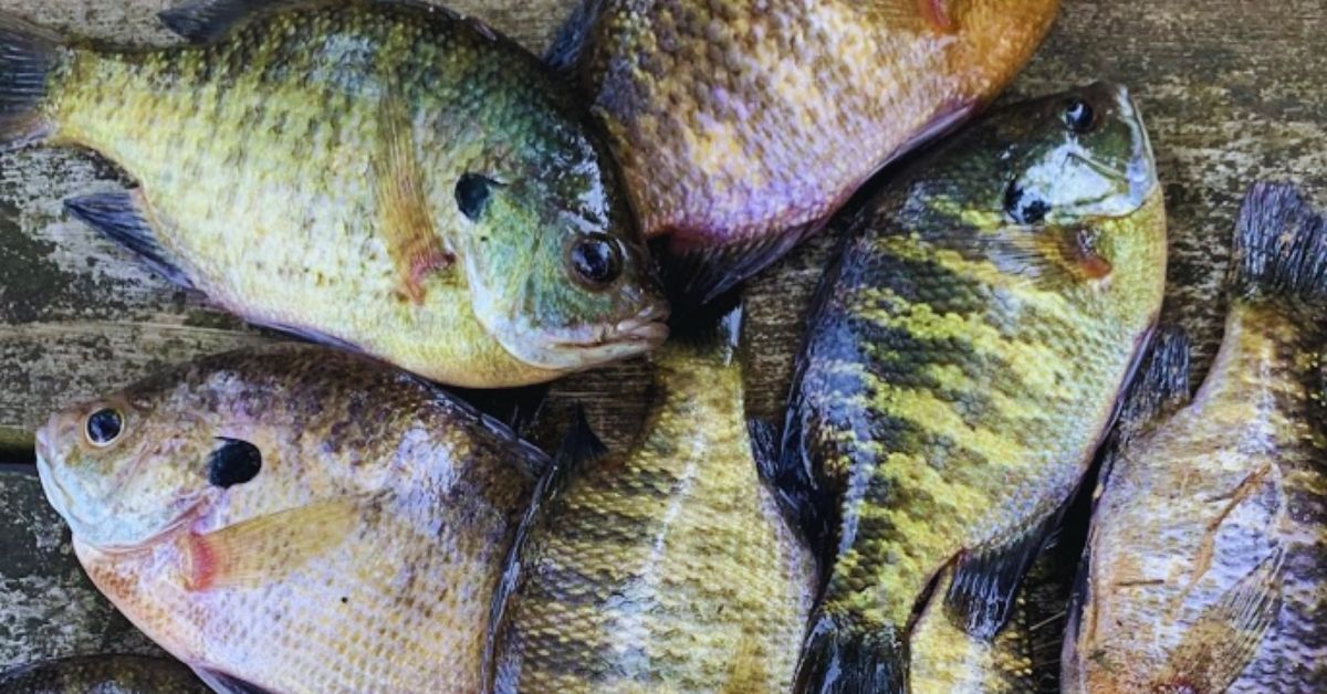 10 Tips For Spring Panfish: How To Catch More Bluegill
