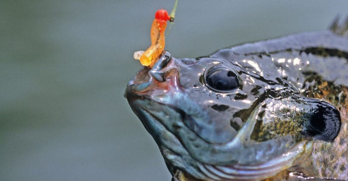 Bluegill vs. Bream: Different Name, Same Fish