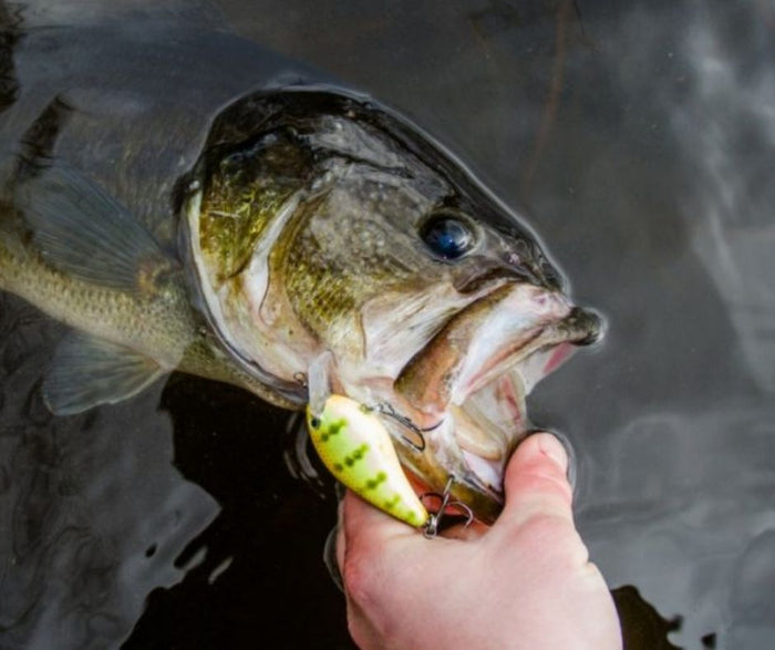 The Biggest Catfish Ever Caught In The State Of Mississippi (131 lbs)
