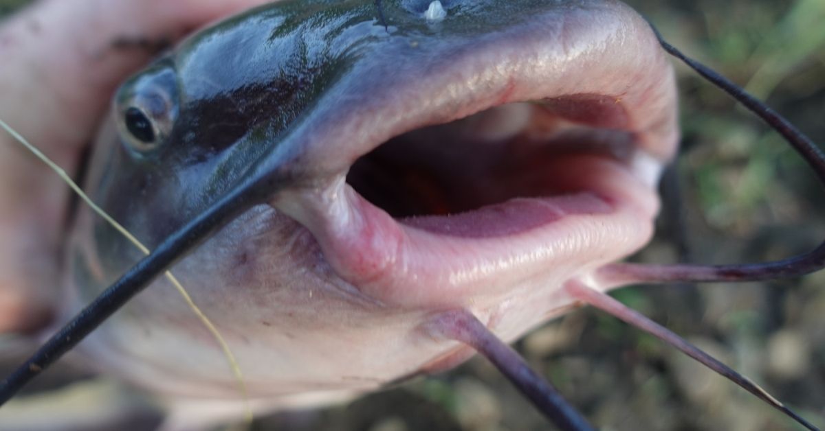 The 3 Catfish Rigs You Need To Know