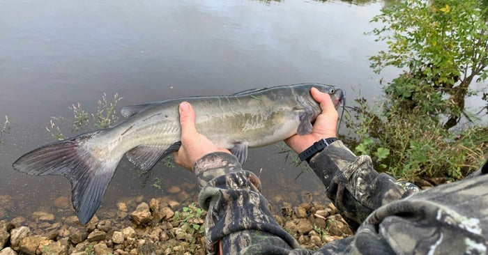 Fall Fishing For Catfish: 10 Tips You Need To Know