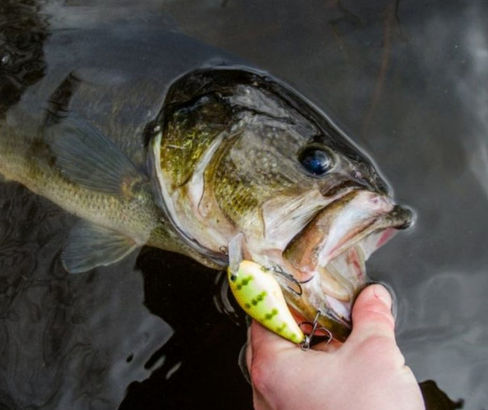 10 Bass Fishing Lures Every Angler Should Have in Their Tackle Box