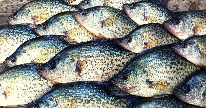 Fall Fishing For Crappie: 10 Tips You Need To Know