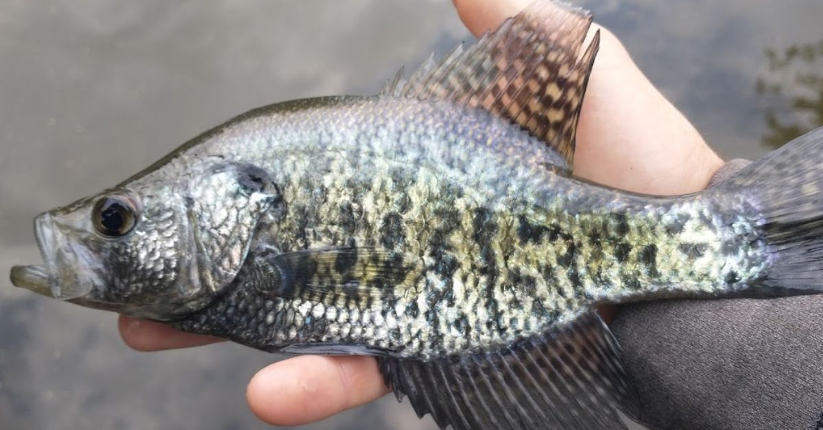 Crappie Fishing 101: How To Fish For Crappie Like A Pro  Mystery Tackle Box