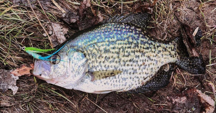 Late Winter Crappie Hacks: Slamming Sleepy Slab Crappie