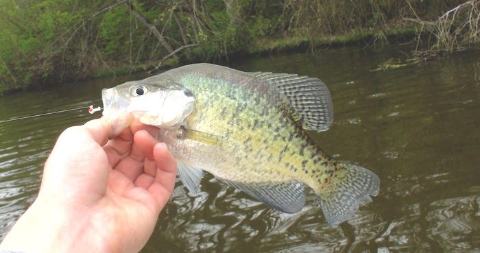 2 Effective Multi-Species Panfish Tactics
