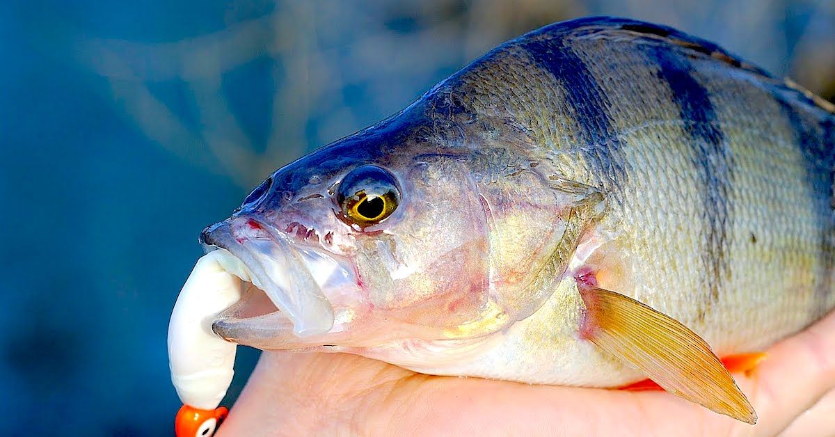best rod and hook for perch fishing KATCH Keeper Rod: Regular & Mini Sizes crappie or other types of bait fishing I still see a lot