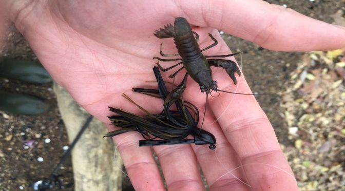 Fall Forage Impacts – What Autumn Weather Does To 4 Common Forage Species