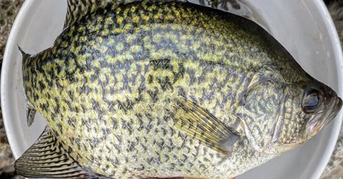 Fall Crappie Fishing: Targeting Fall Slabs In Lakes And Reservoirs