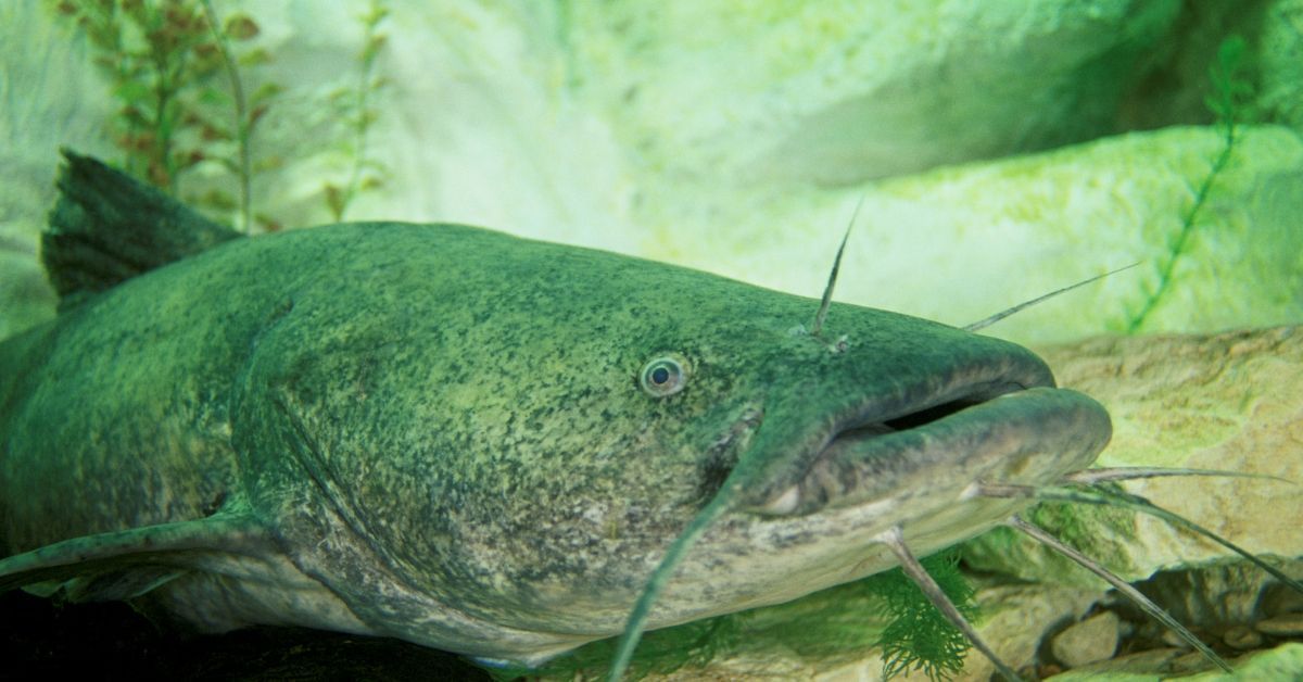 The Record Flathead Catfish For Every State In America