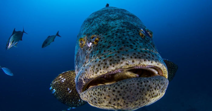 For The First Time In 30 Years, People Can Keep Goliath Grouper In Florida