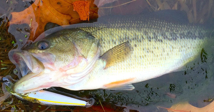 3 Places To Look For Fall Bass