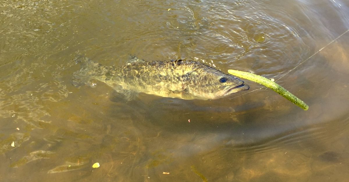 3 Lures To Help You Become A Versatile Angler