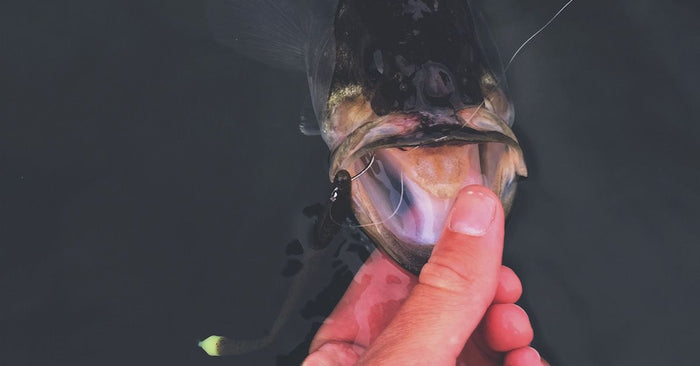 3 Steps To Becoming a Better Finesse Angler