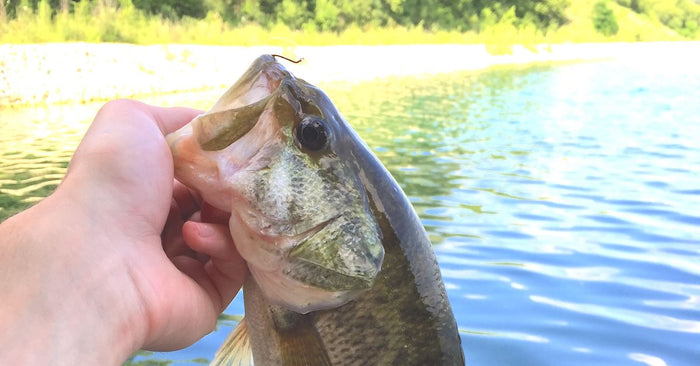 Where Do Fish Go In The Summer?