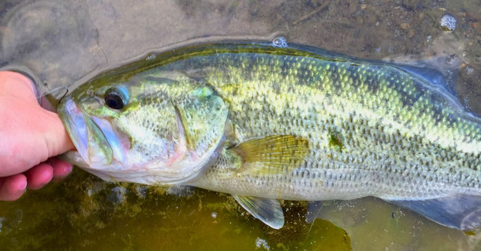 Observing Your Catch And Why It Matters