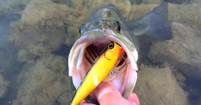 5 Topwater Baits That Dominate In The Warm Months