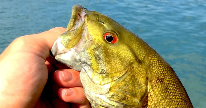 10 Top Fall Smallmouth Destinations