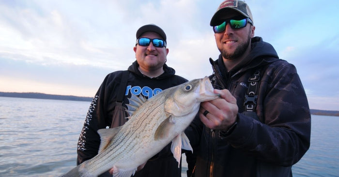 Fishing Guide Explains How To Catch Hybrid Striped Bass (Wipers)