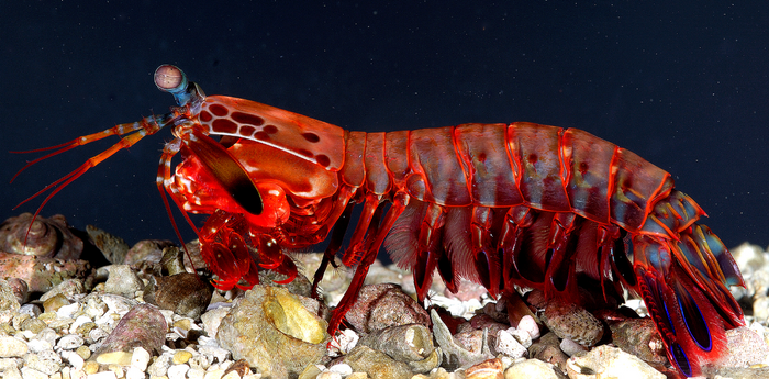 Shrimp Lures: Breaking Down An All-Time Great Inshore Bait