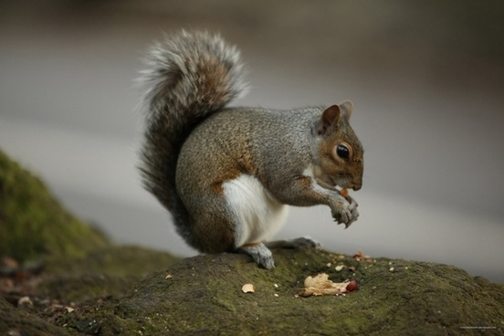 Mepps Fishing Lures Will Pay You For Squirrel Tails And Use Them For Lure Making