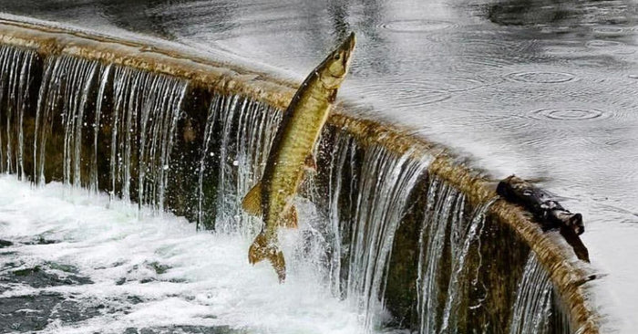 Ask An Angler: Why Do Fish Jump Out Of The Water?