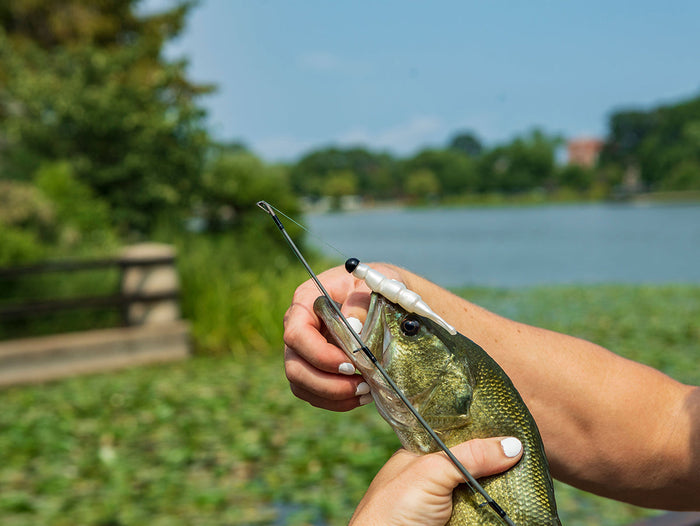 Karl's Favorite Techniques #2: Ned Rig Fishing