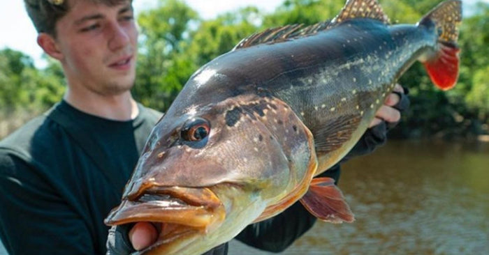 Peacock Bass Fishing: 2 Minutes With The Toughest Fish In Freshwater