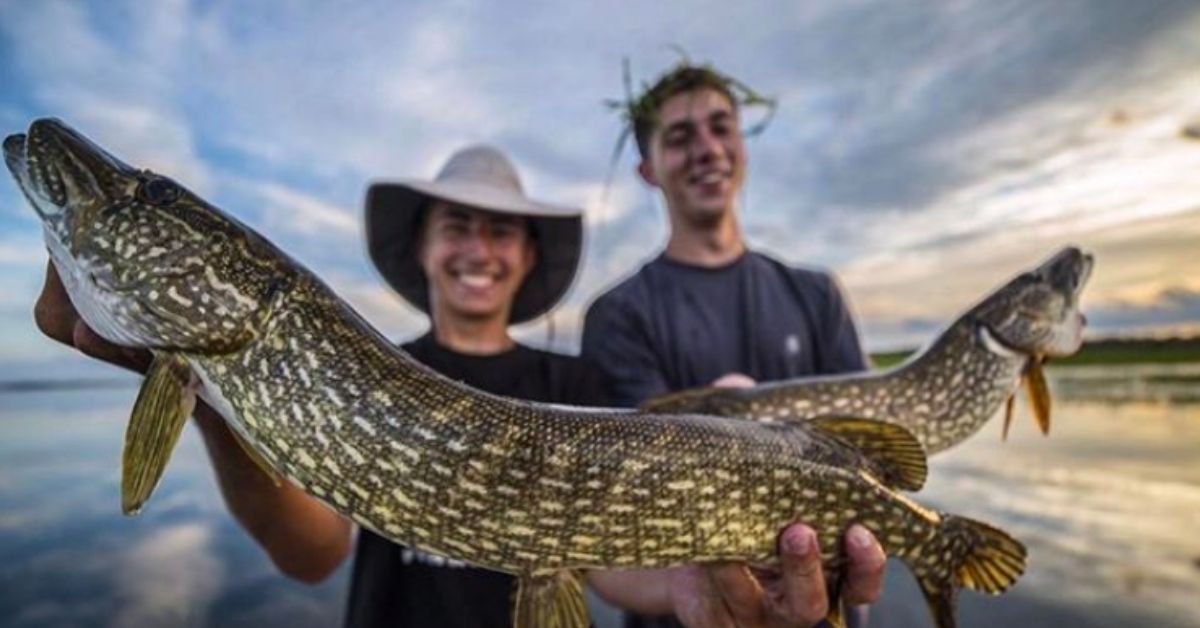 Northern Pike: Underappreciated Predators or Overrated Lure Snatchers?
