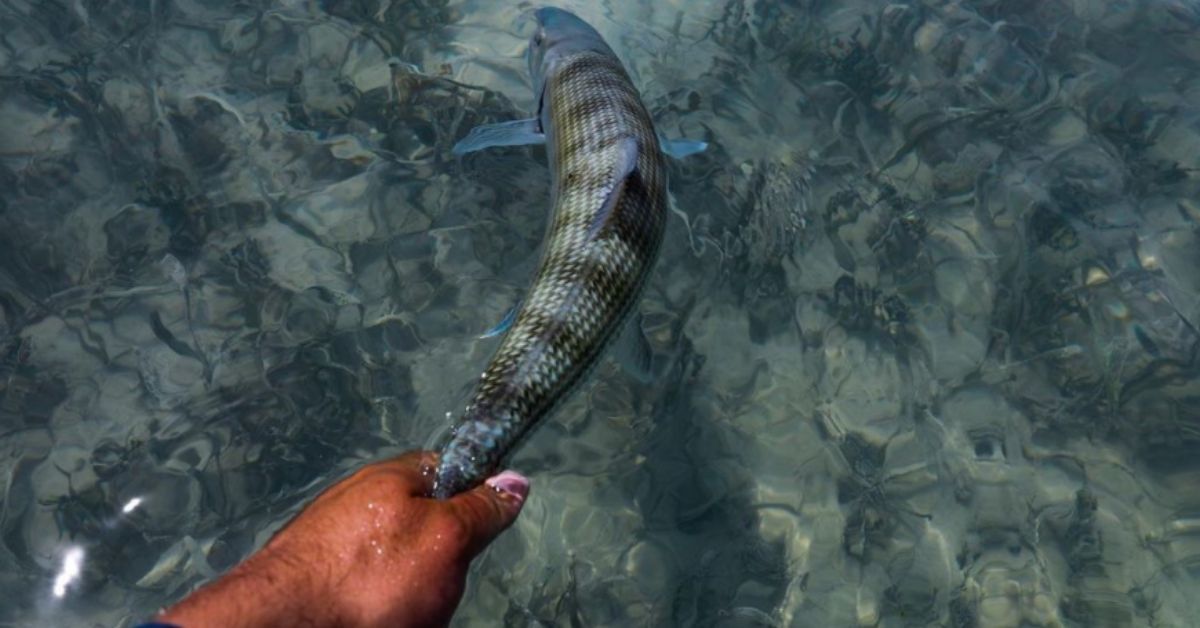 Saltwater Fishing Gear: 10 Inshore Essentials Every Anglers Needs