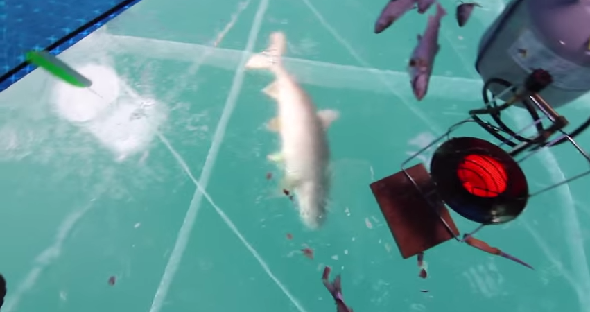 Fisherman Lands Monster Lake Trout On Clear Ice. His Reaction Is Priceless.