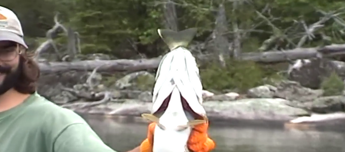 Northern Pike Swallows Walleye Whole - Fisherman Catches Both!