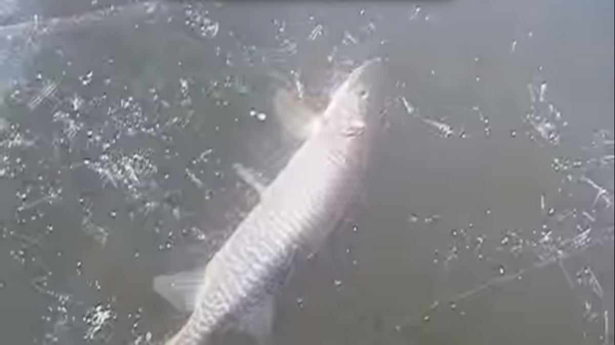 Ice Fisherman Catches 40