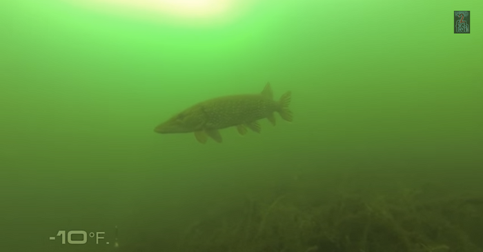 Lethargic Pike Under Frozen Lake ALMOST Takes The Bait [Underwater Footage]