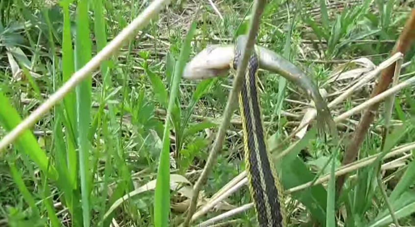 Kids Rescue & Release Fish Stolen By Snake