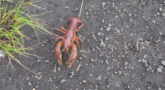 Craws and Prespawn Bass