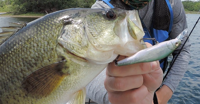 Jerkbaits: Hard Or Soft?