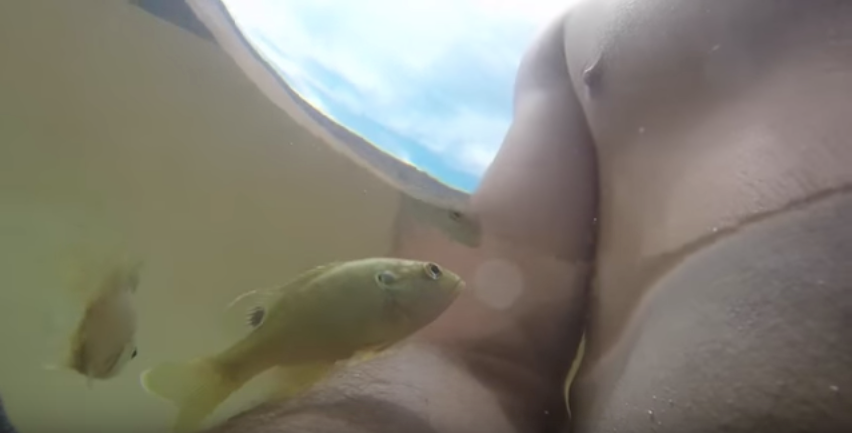 Fish Attempts To Devour Man's Nipple