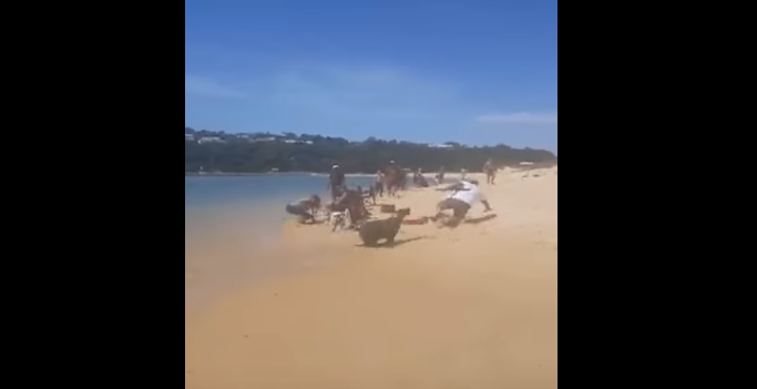 Watch This Sea Lion Charge A Fisherman Who Stole His Spot!