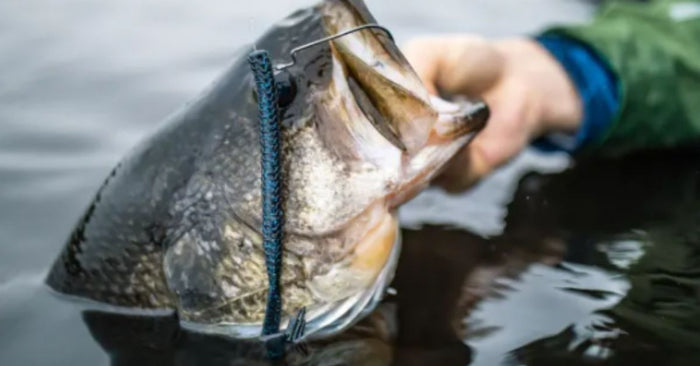 Set The Fish On Fire With The Googan Squad Blazin' Worm