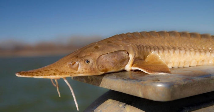 Man Sentenced To One Year In Federal Prison For Selling Sturgeon Caviar