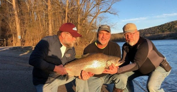 GIANT Brown Trout Shatters Missouri State Record!