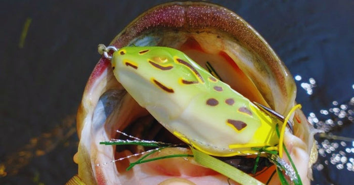 15 Summer Fishing Tips That Will Help Catch You More Fish